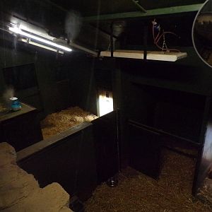 Giant anteater indoors 18.7.25