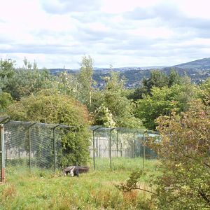 Giant anteater and view 18.7.25