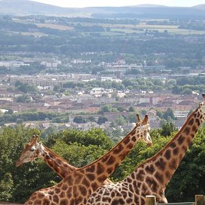 Giraffes and the view 18.7.25