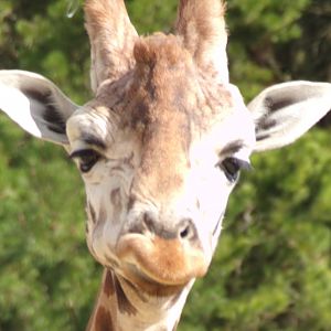 Rothschild’s (or nubian) giraffe 18.7.25