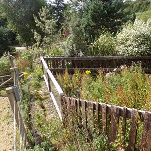 Unused giraffe feeding area (I’ve never noticed this before) 18.7.25