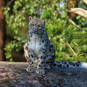 Snow Leopard