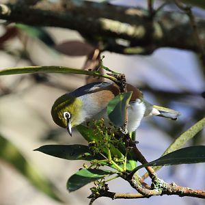 Silvereye (Zosterops lateralis lateralis), grounds of Cobblestones Museum (Greytown, Wairarapa)