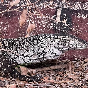 Perentie (Varanus giganteus)
