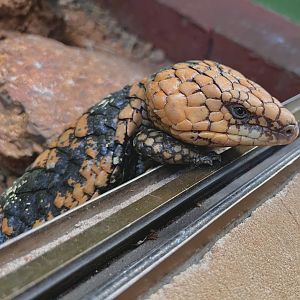 Goldfields Bobtail (Tiliqua rugosa rugosa)