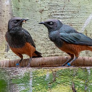 Chestnut-bellied starling (Lamprotornis pulcher)
