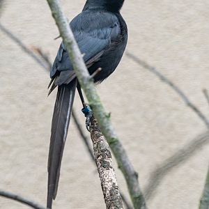 Piapiac (Ptilostomus afer)