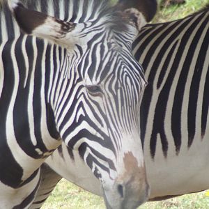 Grevy’s zebra 18.7.25