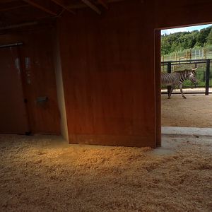 New Grevy’s zebra indoors 18.7.25