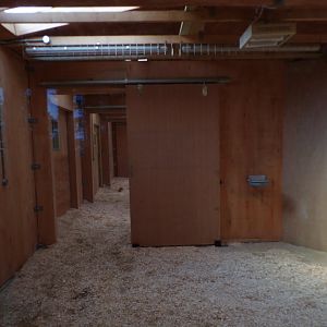 New Grevy’s Zebra indoors 18.7.25