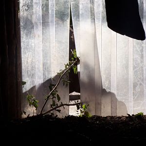 Indian rhinoceros “Qabid” eating behind the flaps 18.7.25