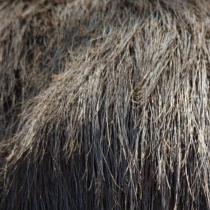 Capybara closeup 18.7.25