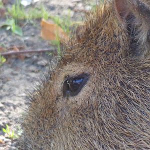 Capybara closeup 18.7.25