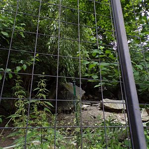 Former wolf enclosure 9.7.25