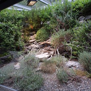 Ladder snake enclosure 9.7.25