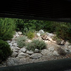 Ocellated lizard enclosure 9.7.25