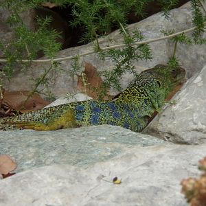 Ocellated lizard 9.7.25
