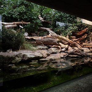 Viperine and Aesculpian snake enclosure 9.7.25