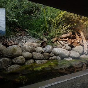 Grass snake and Tesselated snake enclosure 9.7.25