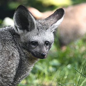 Bat-eared fox