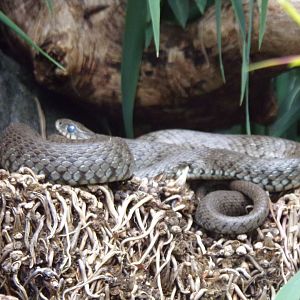 Grass snake 9.7.25