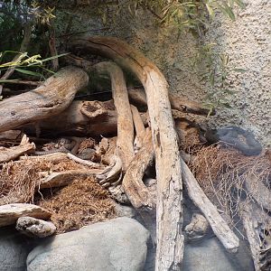 Grass snakes and Aessculpian snakes 9.7.25