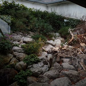 Aspic viper and horned viper enclosure  9.7.25