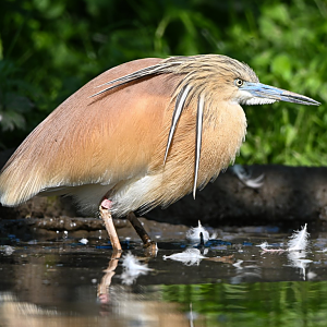 Squacco heron
