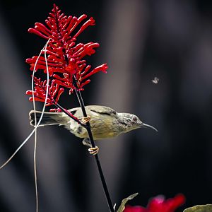 Brown Throated Sunbird female - Penang Hill