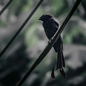 Greater (?) Racket Tailed Drongo - Penang Hill