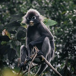 Dusky Leaf Monkey - Penang Hill