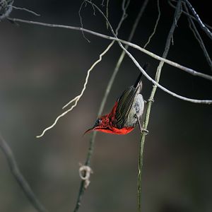 Crimson Sunbird Male - Sam Poh Tong, Ipoh
