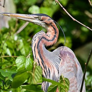 Purple heron