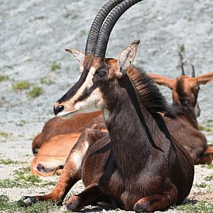Sable antelope