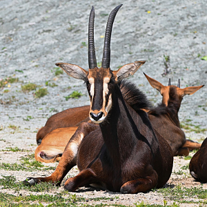 Sable antelope