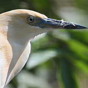 Malagasy pond heron