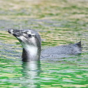 African penguin