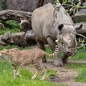 Eastern black rhino & South African cheetah