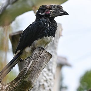Trumpeter hornbill