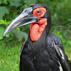 Southern ground hornbill