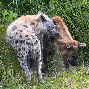 Spotted hyenas