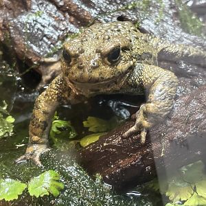 California Toad (Anaxyrus boreas halophilus)