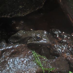 California Red-legged Frog (Rana draytonii)