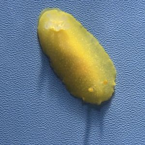 Doriopsilla Nudibranch sp.?