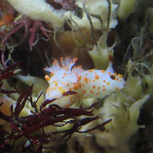 Clown Dorid (Triopha catalinae)