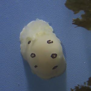 San Diego Dorid (Diaulula sandiegensis)