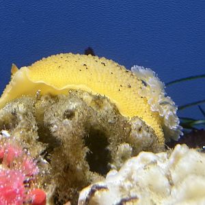 Noble Dorid (Peltodoris nobilis)