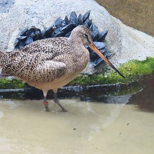 Marbled Godwit (Limosa fedoa)