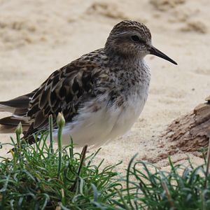 Least Sandpiper (Calidris minutilla)