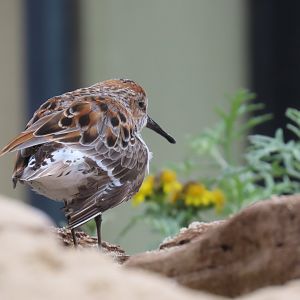 Western Sandpiper (Calidris mauri)